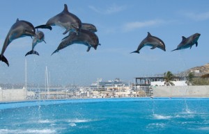 Dolphins-Synchronized-Jumping