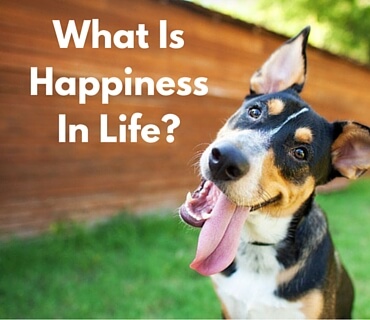 What Is Happiness In Life Post