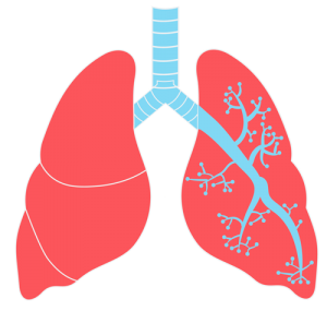 lungs icon